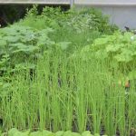 Vrtnarstvo Mrak Kamnica - Maribor - sadike solate