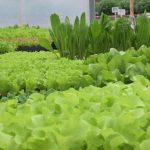 Vrtnarstvo Mrak Kamnica - Maribor - sadike solate 2