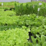 Vrtnarstvo Mrak Kamnica - Maribor - sadike solate 3